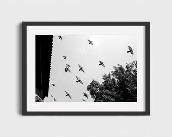 Black and White Bird Wall Art - Flying Pigeons Photography Print, Minimalist Nature Photo, Digital Download Wall Decor.