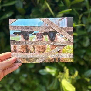 Tarjetas de campo - Los Guardianes