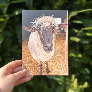 Carte campagne - mouton élégant