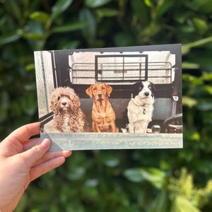 Carte Campagne - Les Paw-sengers