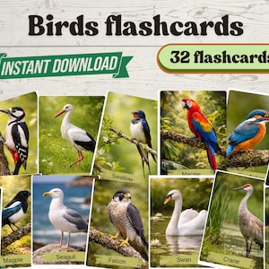 Könnte beinhalten: Vogelflashcards mit verschiedenen Arten, darunter ein Pfau, ein Tukan und ein Flamingo. Die Karten zeigen lebendige Bilder von Vögeln wie dem Ara, dem Eisvogel und dem Kakadu. Der Text auf den Karten lautet "Birds flashcards" und "INSTANT DOWNLOAD", mit insgesamt "32 flashcards".