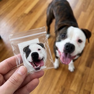 May include: A clear plastic bag containing a custom acrylic pin featuring a photographic print of a brindle and white dog with its mouth open in a happy expression, matching the appearance of the dog standing in the background.