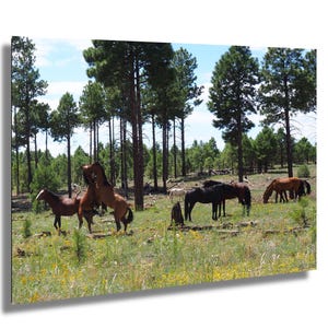 Wild Stallions Fighting in the Forests Near Heber Arizona