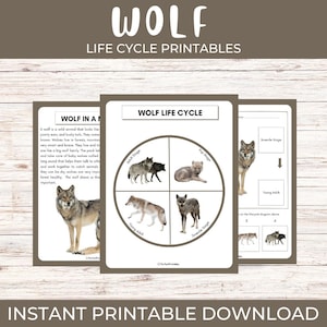 May include: Printable educational materials featuring a wolf life cycle diagram. The design includes illustrations of wolves at different life stages, with text labels. The top of the image reads "WOLF LIFE CYCLE PRINTABLES".