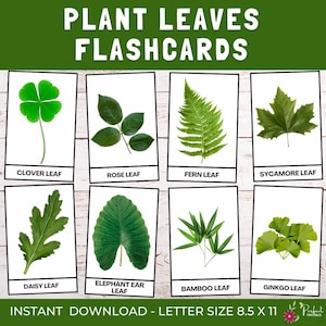 Peut inclure: Cartes de nomenclature de feuilles de plantes, avec trèfle, rose, fougère, sycomore, marguerite, oreille d'éléphant, bambou et ginkgo. Cartes format lettre, 21,6 x 27,9 cm, téléchargeables instantanément.