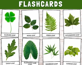 植物の葉のフラッシュカード | 植物学、植物の識別、モンテッソーリカード、子供向け教育、ホームスクールリソース、葉っぱの学習
