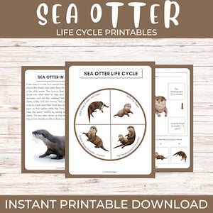 Puede incluir: Materiales educativos imprimibles que presentan un diagrama del ciclo de vida de la nutria marina y una descripción. El diseño incluye ilustraciones de nutrias marinas en diferentes etapas, con el texto "SEA OTTER LIFE CYCLE" y "INSTANT PRINTABLE DOWNLOAD".