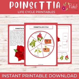 May include: A set of printable educational materials featuring the poinsettia life cycle. The design includes a diagram of the plant's growth stages, text, and a vibrant red poinsettia illustration. The text reads "Poinsettia Life Cycle Printables."