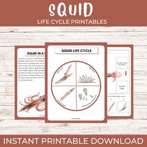 May include: Printable educational posters about the squid life cycle. The posters feature illustrations of the adult, egg, juvenile, and hatchling stages, with the text "SQUID LIFE CYCLE" and "INSTANT PRINTABLE DOWNLOAD".