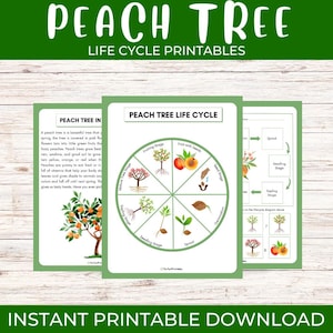 Puede incluir: Conjunto educativo imprimible que presenta el ciclo de vida del melocotonero. El diagrama muestra las etapas de crecimiento, desde el brote hasta la fructificación, con ilustraciones y texto. Se muestra el título "PEACH TREE LIFE CYCLE".
