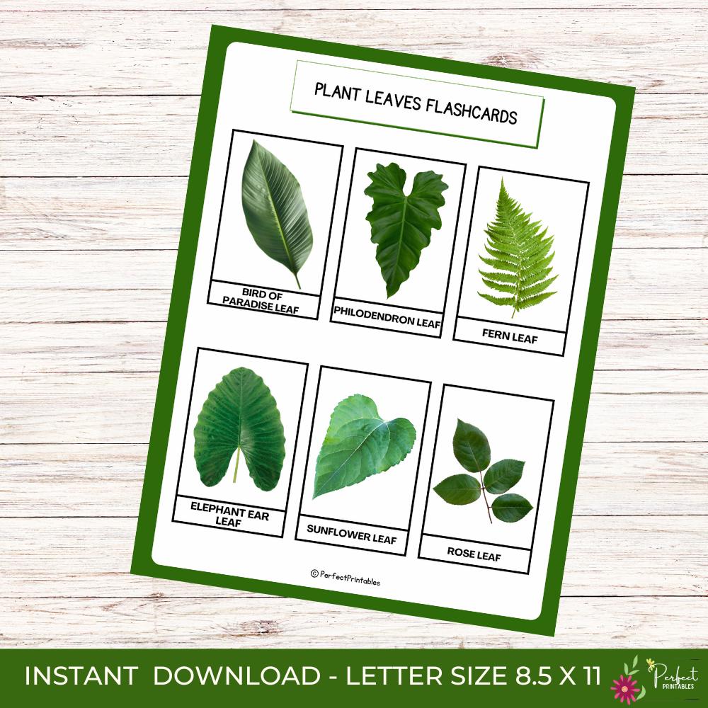 Plant Leaves Flashcards | Botany Plant Identification Montessori