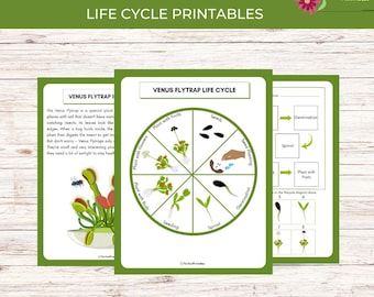 May include: Printable educational materials featuring the Venus Flytrap life cycle. The design includes a diagram of the plant's life cycle stages, from seeds to flowering, and a description of the plant.