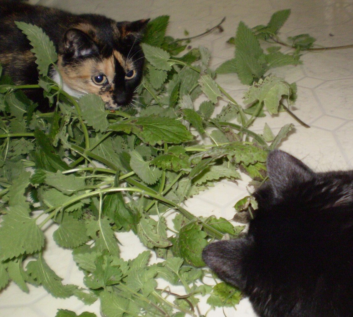 Catnip Crinkle Mat Toy Bed Festive Floral W Lime Fringe for Cats and Ferrets Recycled Etsy