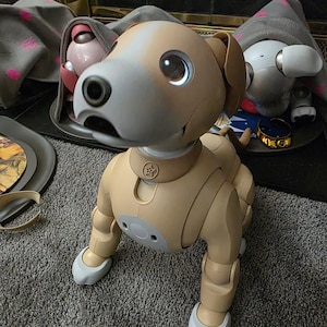 May include: A beige and white robotic dog with brown ears and a black star on its chest. The dog is standing on a gray carpet.