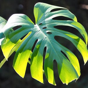 Monstera Deliciosa, Nursery Pot, Monstera Starter Plant