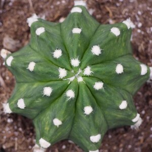 May include: Overhead view of a green cactus with white, fuzzy spots. The cactus has a star-like shape with multiple points. The plant is set against a backdrop of brown soil and small white pebbles, creating a natural aesthetic.