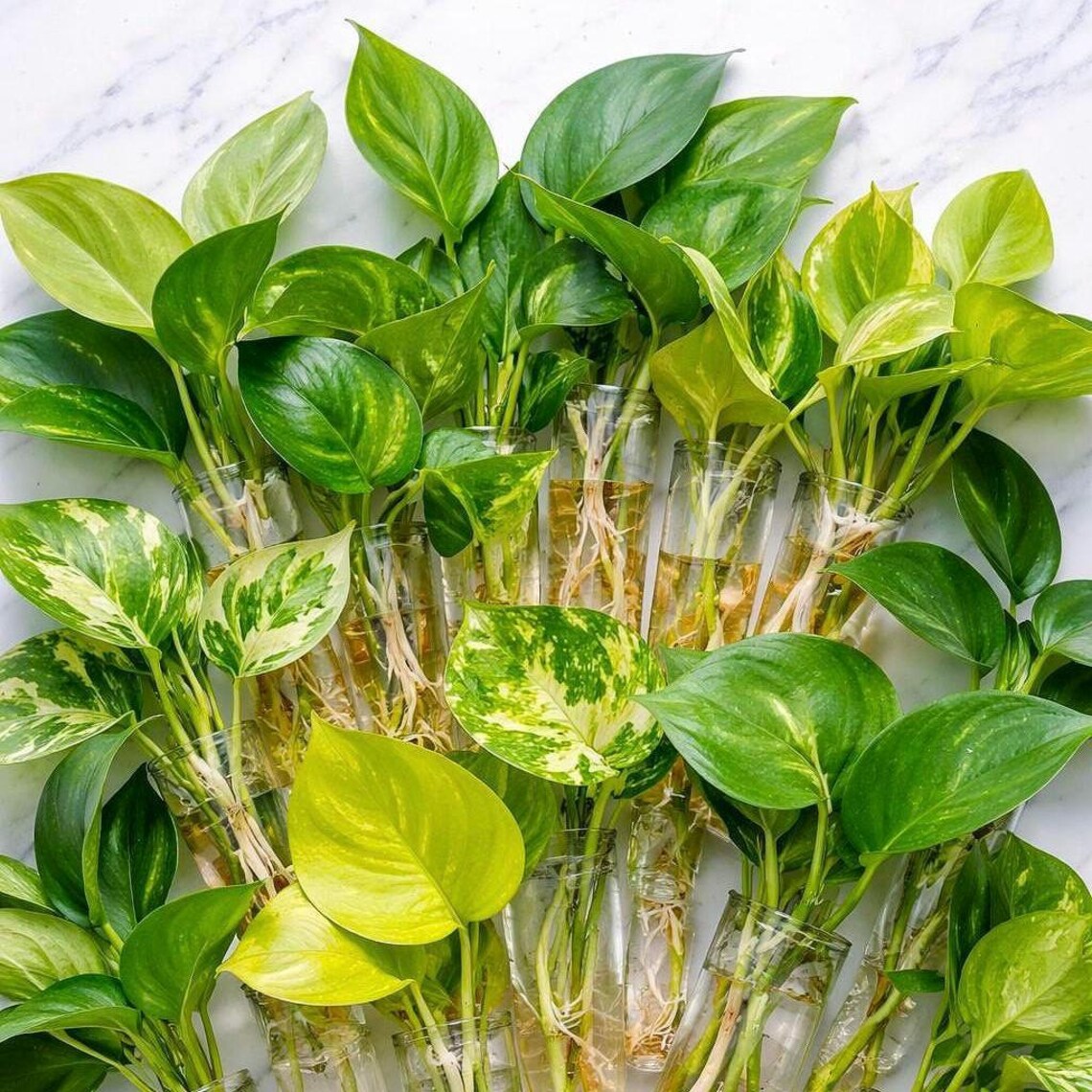 5 Variety Pothos Philodenron Cutting Bundle, Plant Propagation Pack ...