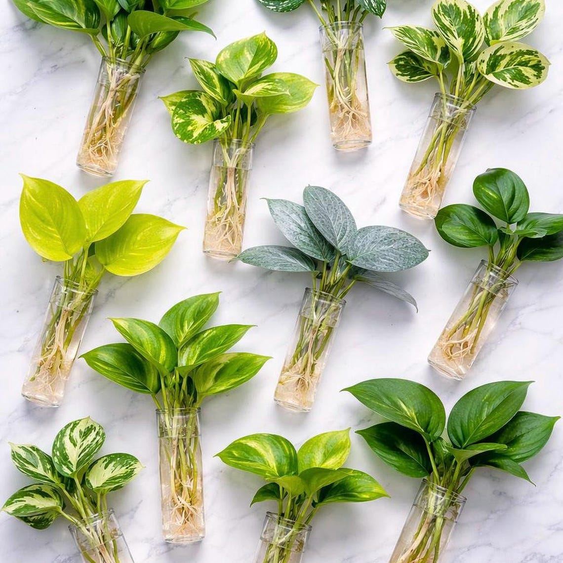 5 Variety Pothos Philodenron Cutting Bundle, Plant Propagation Pack ...