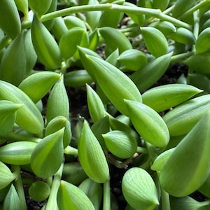 String of Banana Succulent, 2”