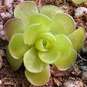 Pinguicula Kondoi, Butterwort, Live Carnivorous Plant