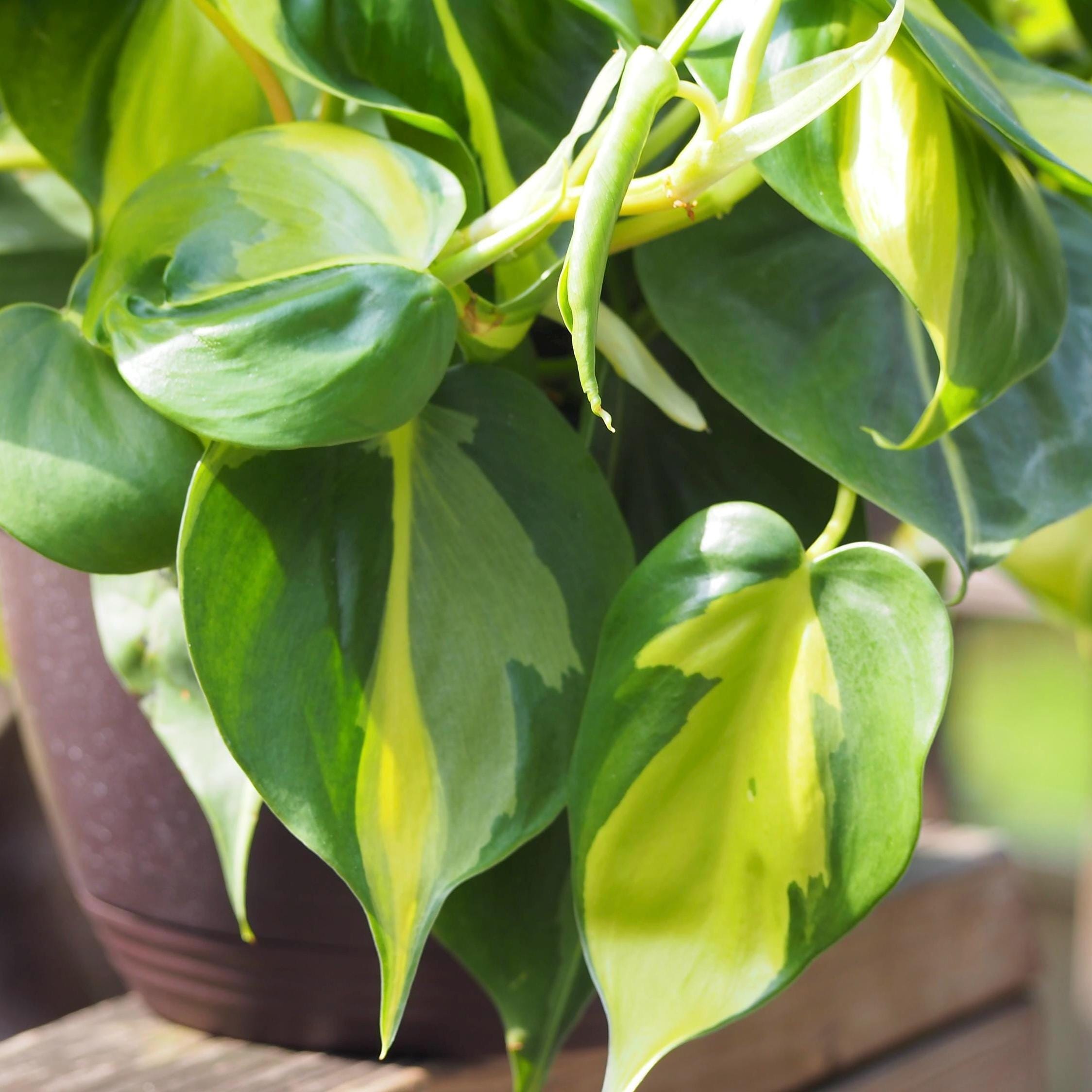 golden pothos for sale Pothos Golden (Epipremnum aureum) – In Succulent Love main image 0