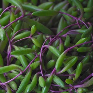 String of Rubies Succulent, Othonna Capensis, Rare Succulent