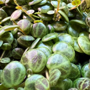String of Turtles, Peperomia Prostrata 2”
