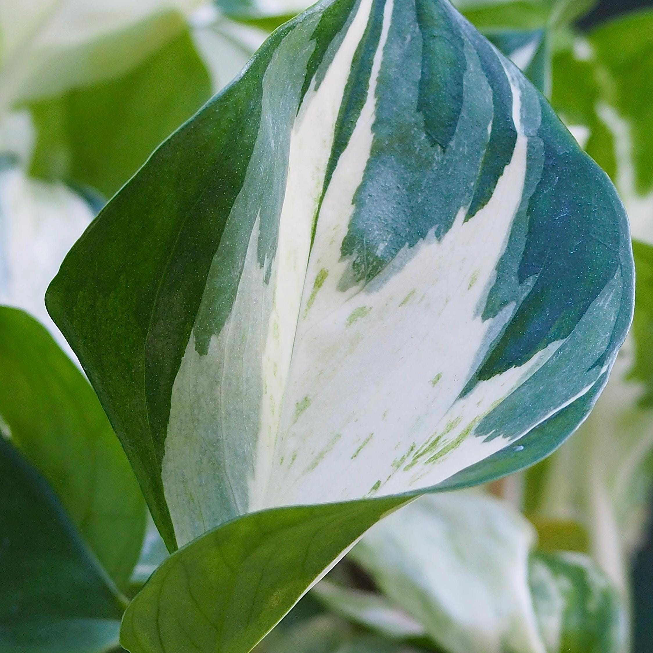 Manjula Pothos, Rare Variegated Pothos, Pothos Cutting