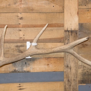 May include: A large, light brown antler, mounted on a wooden wall. The antler has multiple tines and is secured with a white bracket. The background is made of wooden planks in various shades of brown.