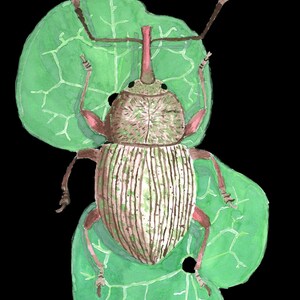 May include: Watercolor illustration of a weevil beetle with a long snout, resting on a green leaf with a black background. The beetle is brown and white with pink accents. The leaf has a detailed vein pattern.