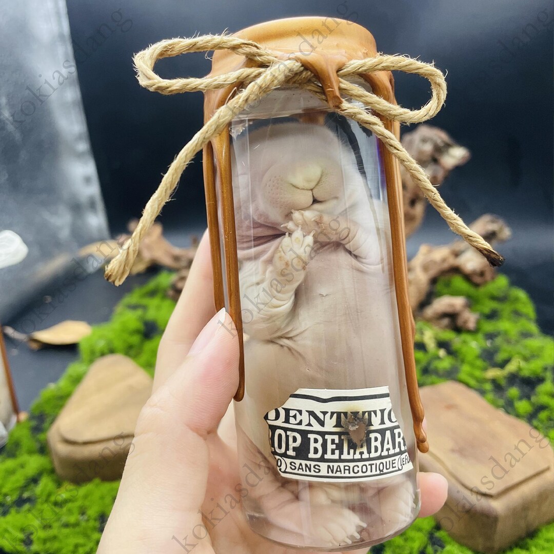 Real Baby Rabbit Wet Specimen – Preserved in Jar, Ethically Sourced ...