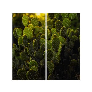 Könnte beinhalten: Ein Diptychon mit einer Nahaufnahme eines Feigenkaktus. Die grünen Kaktusblätter sind mit kleinen gelbbraunen Punkten bedeckt. Der Hintergrund ist eine verschwommene Mischung aus Grün und Gelb, die Sonnenlicht suggeriert.
