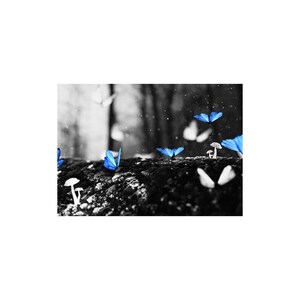 May include: A black and white photograph featuring vibrant blue butterflies scattered across a mossy surface. Small white mushrooms are also present. The background is a blurred forest scene.