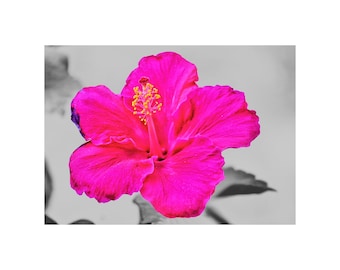 Pink Hibiscus Flower wall art