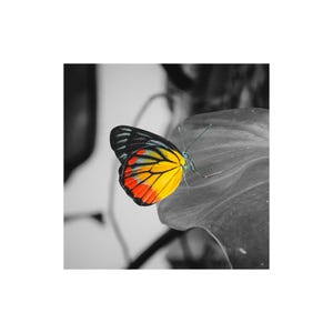 May include: A vibrant butterfly with black, yellow, and red wings rests on a gray leaf. The butterfly's wings display a striking pattern of colors, with yellow and red hues dominating the lower wings. The background is in grayscale.