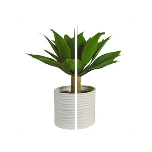 May include: A green agave plant with long, pointed leaves, in a white, textured ceramic pot. The plant has a brown stem and is set against a white background. The pot is cylindrical in shape.