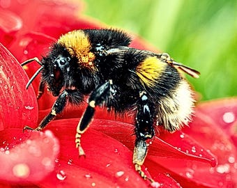 Bee on Red Flower wall art