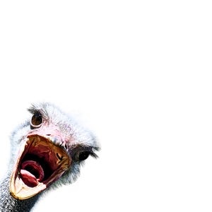 May include: Close-up of an ostrich head with its beak wide open, revealing a pink tongue and interior. The ostrich has large, dark eyes and gray and white feathers. The background is plain white.