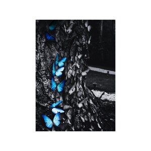 May include: A black and white photograph of a tree trunk covered in butterflies. A cluster of vibrant blue butterflies are positioned on the left side of the tree trunk, with the rest of the butterflies in grayscale.