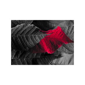 May include: A vibrant red leaf rests atop a bed of grayscale leaves. The contrast highlights the intricate veining of the leaves, creating a striking visual effect. The image is a close-up, emphasizing the textures and details of the foliage.