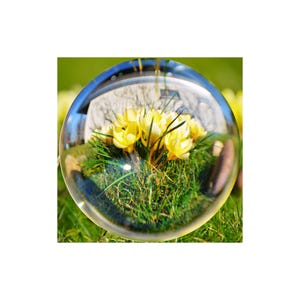 May include: A clear glass sphere with a cluster of yellow flowers and green grass inside. The sphere reflects the surrounding environment, including a building and the green grass it rests on. The flowers are in full bloom.