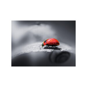 May include: A vibrant red beetle with a glossy shell and black legs is perched on a gray surface. The beetle's head and the edges of its shell have hints of green and blue. The background is a soft, blurred grayscale.