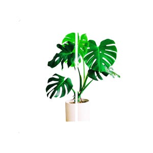 Puede incluir: Una vibrante planta de Monstera verde con hojas grandes y divididas, plantada en un recipiente cilíndrico blanco. El exuberante follaje de la planta contrasta con el fondo blanco, creando una estética limpia y moderna. Ideal para la decoración del hogar.