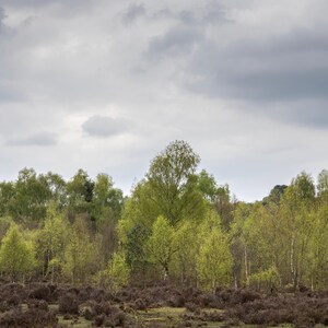 Spring Stillness - Sutton Coldfield Woodland Fine Art Print