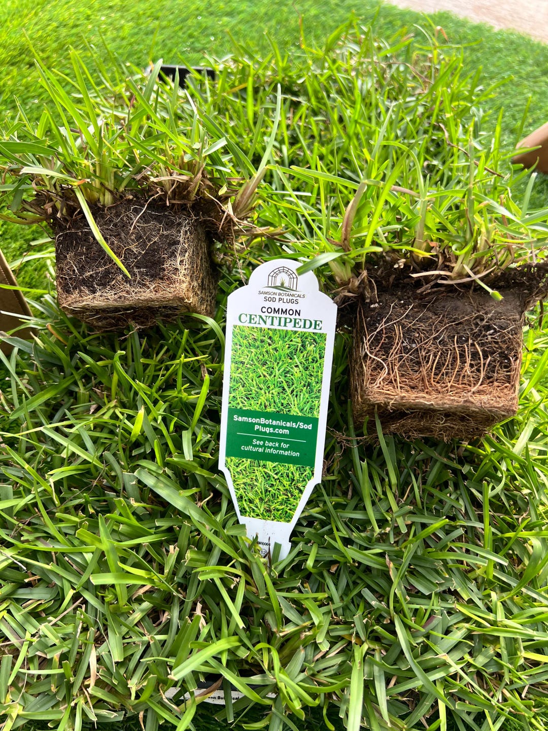 Centipede Sod Plug- 18 Pack 3