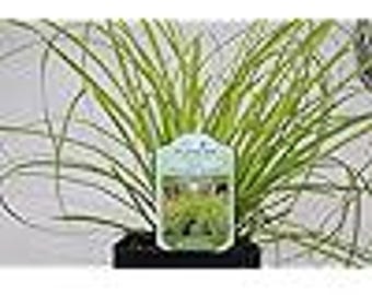 Samson Botanicals Carex Evercolor Everillo / Hierba ornamental perenne brillante / Bajo mantenimiento ideal para jardines de sombra / Macetas de 4 pulgadas (paquete de 3)