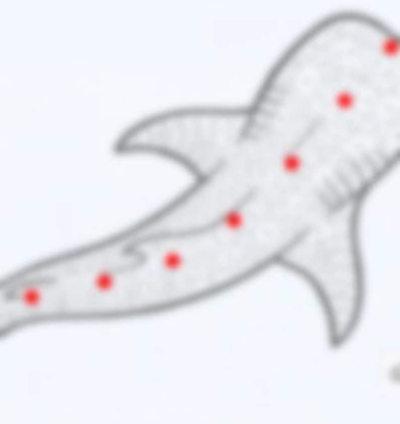 Whale Shark Cardboard Template Etsy