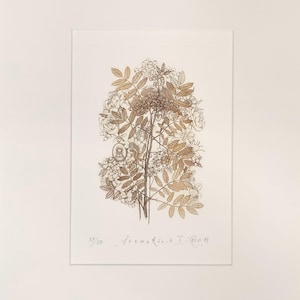 Etching - rowan etching - rowan art - botanical print - printmaking - fine art etching - original etching - original art - &#39;Rowan I&#39;