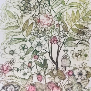 Etching - rowan etching - rowan art - botanical print - printmaking - fine art etching - original etching - original art - 'Rowan II'