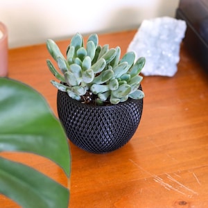 Lucy Planter –Small Decorative Planter for Houseplants, Succulents & Cactus | Minimalist Home Décor Accent | Indoor plants